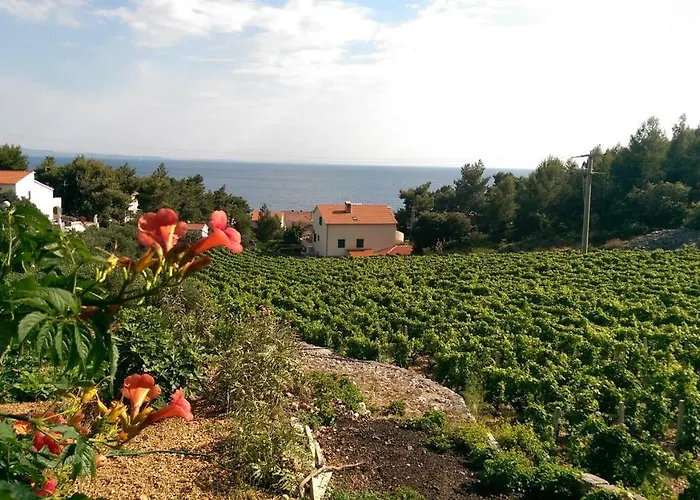 Sandro 이반 돌라츠